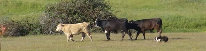 Border Collie herding cattle