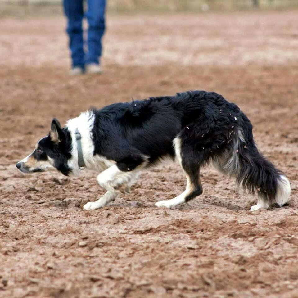 Copper the Border Collie working livestock