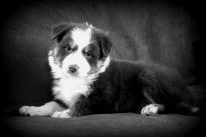 Border Collie working livestock