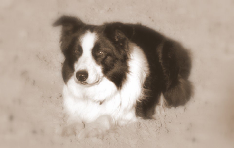 Border Collie resting in sepia tone
